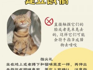 与猫咪建立深情厚意的桥梁：培养亲密感情的实用指南