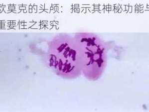 欧莫克的头颅：揭示其神秘功能与重要性之探究