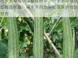 色多多草莓丝瓜榴莲秋葵、色多多草莓丝瓜榴莲秋葵：探索不同水果和蔬菜的奇妙世界