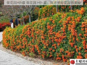 御花园Hlh霍 御花园 Hlh 霍：探寻神秘花园的奥秘