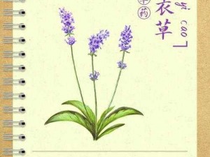 薰衣草研究所最新版——探索薰衣草的奥秘，感受自然的魅力