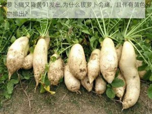 拔萝卜痛又降黄91发出,为什么拔萝卜会痛，且伴有黄色分泌物排出？