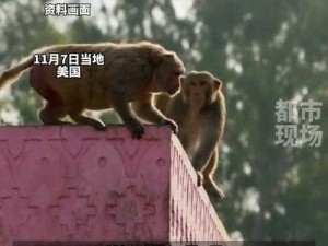 生猴子不盖被子美国 生猴子不盖被子美国：半夜被冻醒，第二天感冒了