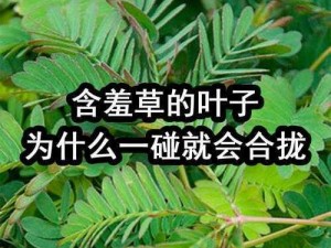 含羞草在线观看;含羞草怎么看？含羞草的正确观看方法