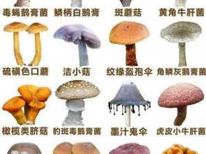 又大又黑又长的蘑菇头—为什么这个世界上会有又大又黑又长的蘑菇头？