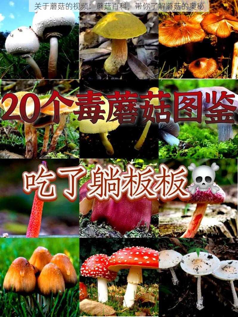 关于蘑菇的视频：蘑菇百科，带你了解蘑菇的奥秘