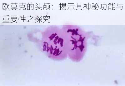 欧莫克的头颅：揭示其神秘功能与重要性之探究