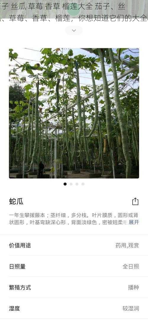 茄子 丝瓜 草莓 香草 榴莲大全 茄子、丝瓜、草莓、香草、榴莲，你想知道它们的大全吗？