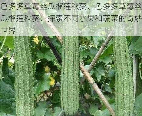 色多多草莓丝瓜榴莲秋葵、色多多草莓丝瓜榴莲秋葵：探索不同水果和蔬菜的奇妙世界