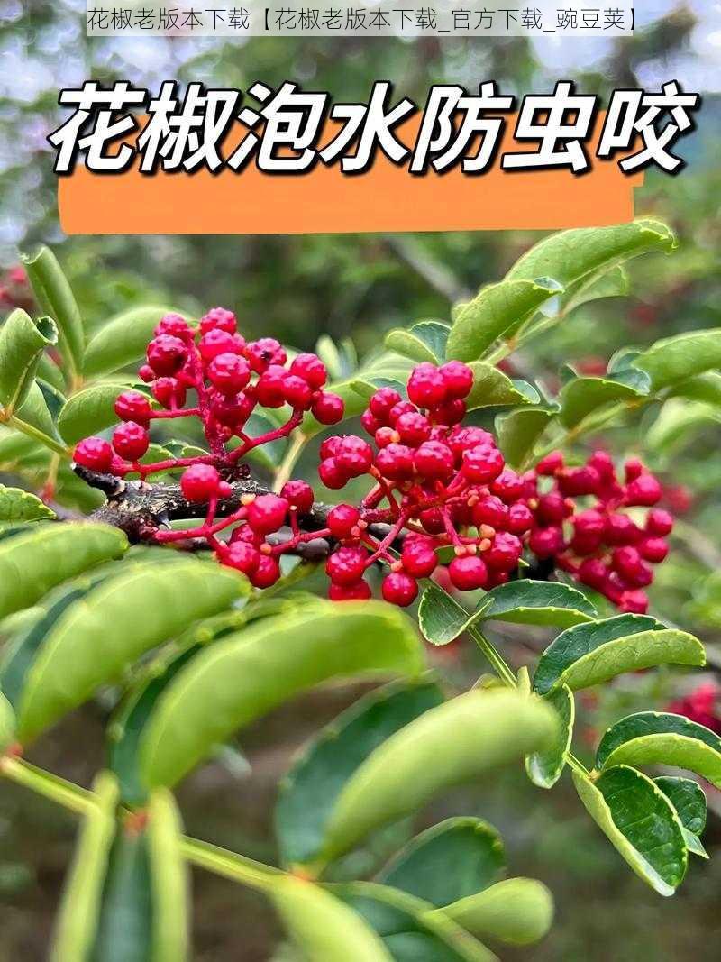 花椒老版本下载【花椒老版本下载_官方下载_豌豆荚】