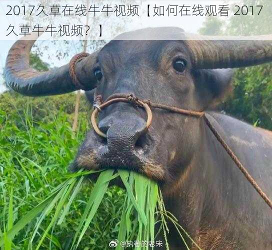 2017久草在线牛牛视频【如何在线观看 2017 久草牛牛视频？】