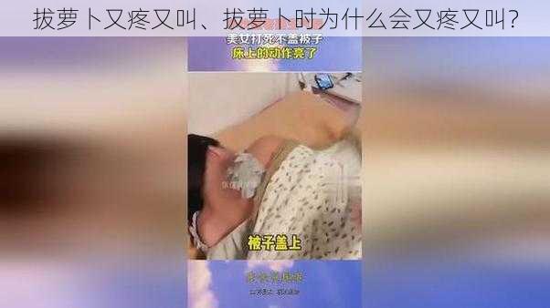 拔萝卜又疼又叫、拔萝卜时为什么会又疼又叫？