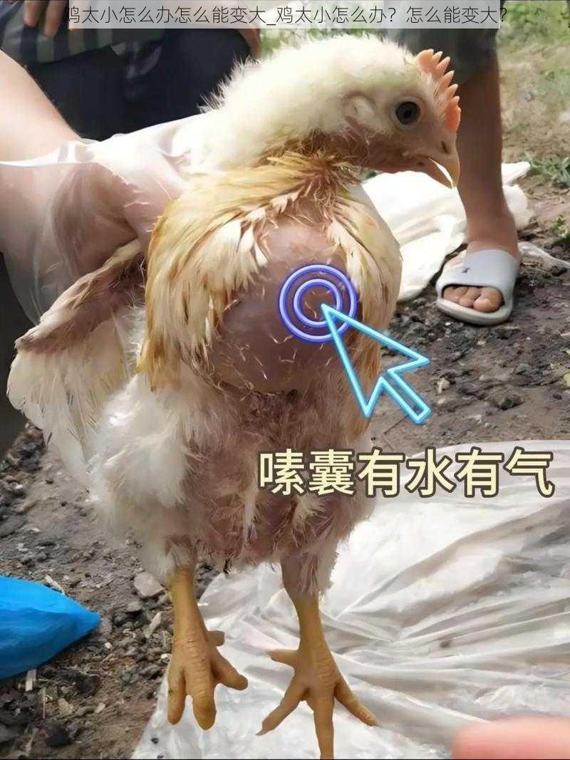 鸡太小怎么办怎么能变大_鸡太小怎么办？怎么能变大？