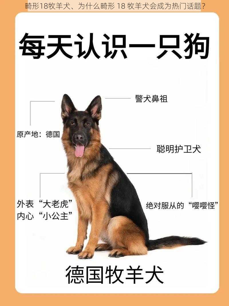 畸形18牧羊犬、为什么畸形 18 牧羊犬会成为热门话题？