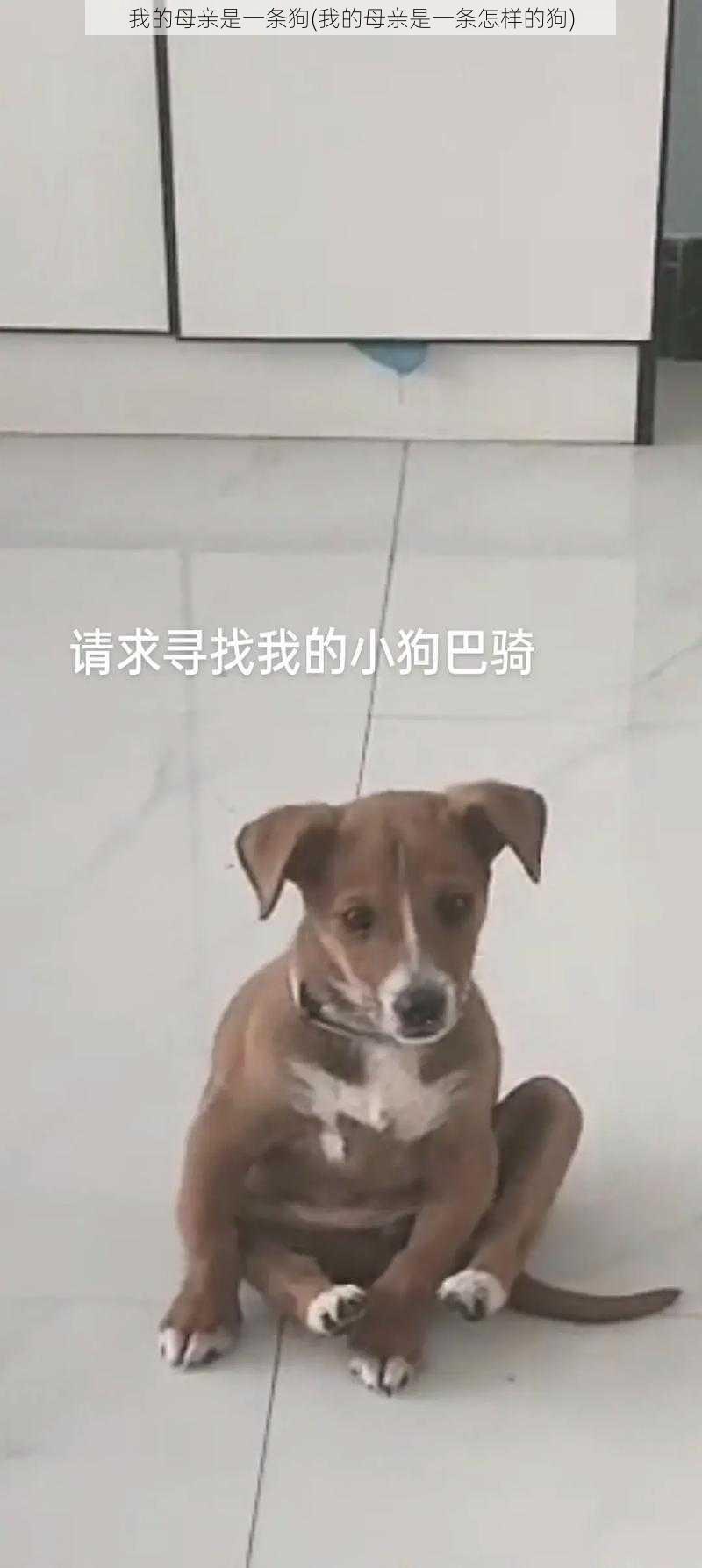 我的母亲是一条狗(我的母亲是一条怎样的狗)