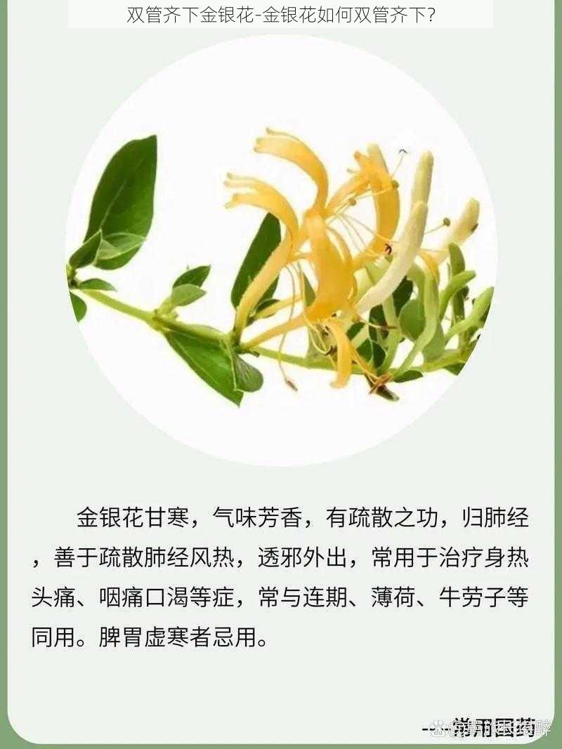 双管齐下金银花-金银花如何双管齐下？