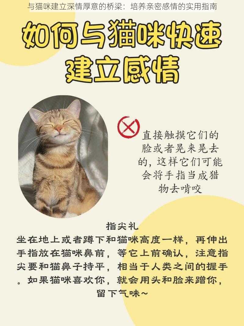 与猫咪建立深情厚意的桥梁：培养亲密感情的实用指南