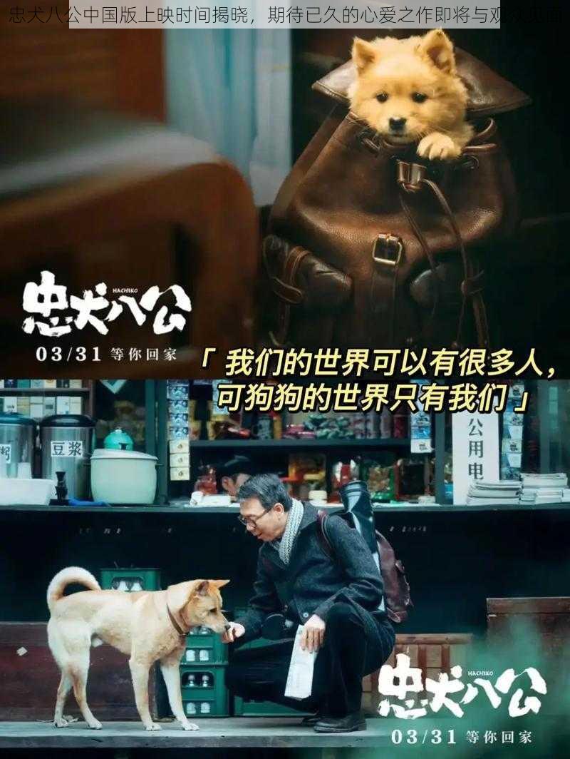 忠犬八公中国版上映时间揭晓，期待已久的心爱之作即将与观众见面